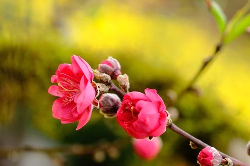 Xuân về gợi nhớ nàng thơ
