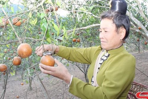 Xây dựng các mô hình kinh tế hộ gia đình theo hướng bền vững