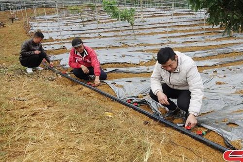 Nông dân Mai Sơn thi đua sản xuất, kinh doanh giỏi