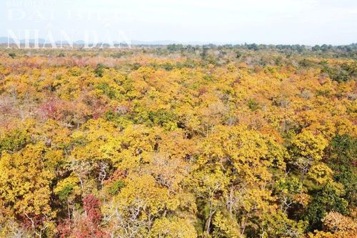 Mê mẩn trước vẻ đẹp của rừng khộp Yók Đôn mùa thay lá