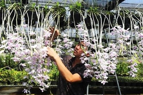 Lan rừng 'cháy hàng' ngày cận Tết