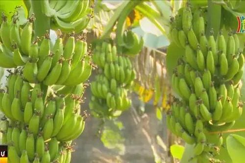 Niềm vui được giá, được mùa của người nông dân
