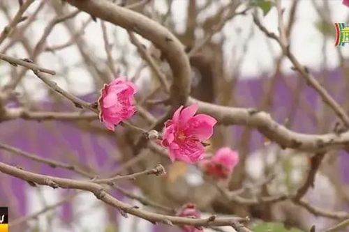 Cung ứng đủ hoa dịp Tết
