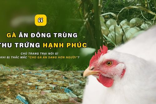 Gà ăn đông trùng - thu trứng hạnh phúc
