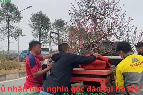 Chủ nhân hơn nghìn gốc đào tại Hà Nội nói gì về thị trường đào Tết 2025