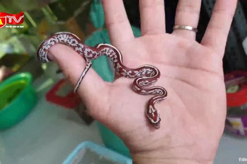 Nuôi rắn cảnh làm thú cưng năm Ất Tỵ