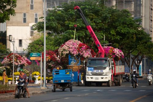 Xoài cảnh, đào tiến vua 10 triệu đắt hàng ở chợ hoa nhà giàu TP.HCM