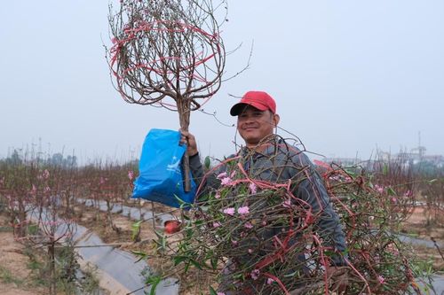 Vĩnh Phúc: đào 'hiếm' khoe sắc rực rỡ ở làng Tiền Châu