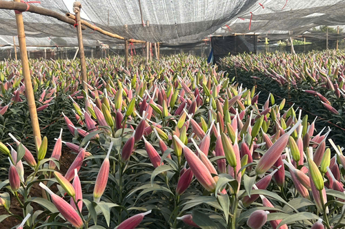 Sắc Xuân về trên làng hoa Tây Tựu