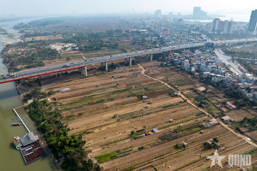 Vườn đào Nhật Tân 'hồi sinh' dịp Tết Nguyên đán Ất Tỵ 2025