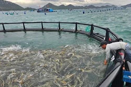 Thí điểm phát triển nuôi biển công nghệ cao tại Khánh Hòa