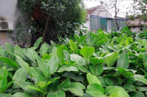 Một ngày ở 'thủ phủ hái lá...kiếm bộn tiền' lớn nhất Thủ đô