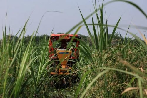Ngành đường của một quốc gia Đông Nam Á lao đao do lệnh cấm đột ngột từ Trung Quốc