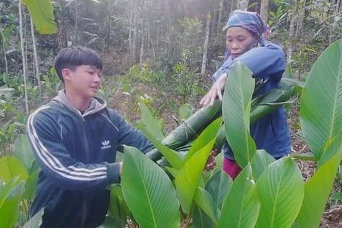 Hàng trăm hộ dân có Tết nhờ loại cây bán lá