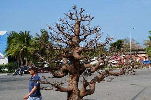 Mai 'im re' không nở, gió lạnh đang về khiến nhà vườn đứng ngồi không yên
