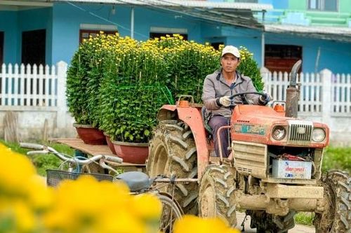 'Thủ phủ' hoa cúc miền Trung rộn ràng những ngày giáp Tết