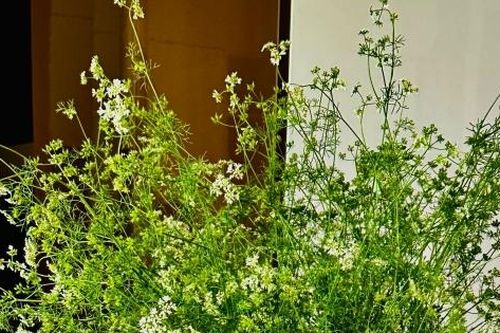 Hương mùi già – Vẻ đẹp thanh tao và những giá trị bền vững trong Tết Việt