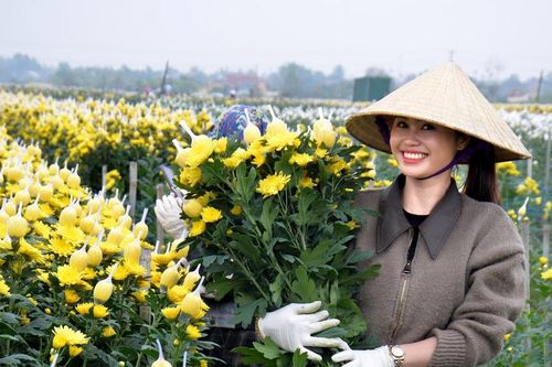 Hoa cúc Tết tiêu thụ mạnh, giá mềm hơn năm trước