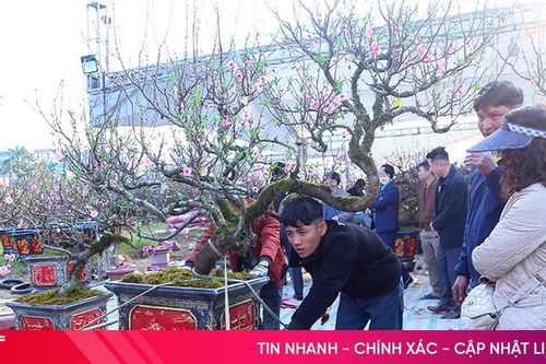 Chợ cây cảnh ngày tết ở Hà Tĩnh: Giá mềm chờ người mua