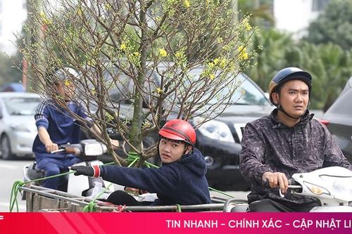 Chở thuê cây cảnh, kiếm tiền triệu mỗi ngày