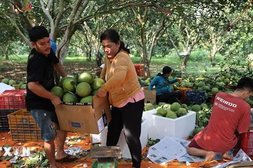 Bà Rịa-Vũng Tàu: Bưởi Tết đẹp, mẫu mã tốt được nhiều thương lái 'săn lùng'