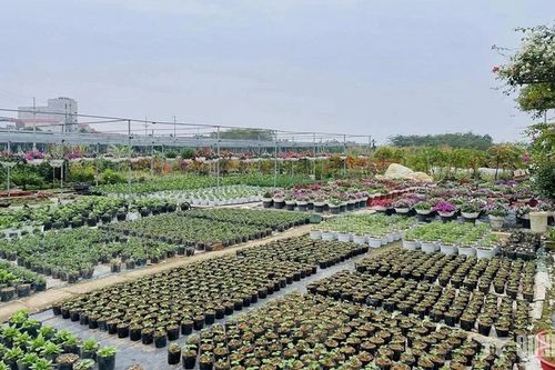 Hà Nội: Về xã Tích Giang thăm làng hoa Tết, trải nghiệm du lịch nông thôn