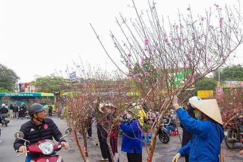 Chợ hoa Tết Tây Hồ nhộn nhịp ngày cận Tết