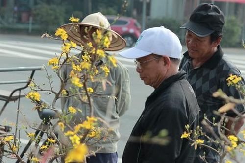Hoa Tết tràn ngập, tiểu thương Nghệ An như ngồi trên đống lửa vì sức mua chậm