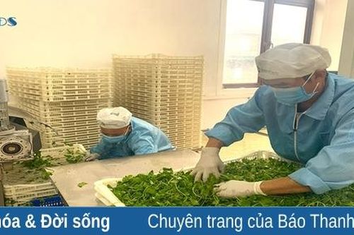 Tự hào rau má xứ Thanh