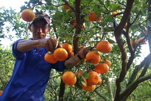 Nông dân Lai Vung tất bật thu hoạch quýt Tết