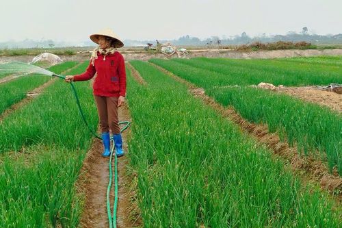 Gia vị trong mâm cỗ Tết