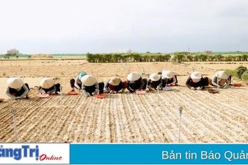 Một thoáng Lý Sơn