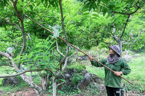 Ngành Nông nghiệp: Một năm vượt khó thành công