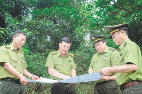 Thái Nguyên: Tăng cường công tác quản lý, bảo vệ và phát triển rừng