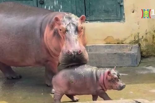 Vườn thú Hà Nội có thêm thành viên mới