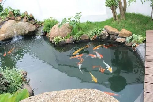Các mẫu thiết kế nhà vườn có ao cá được ưa chuộng nhất năm 2025