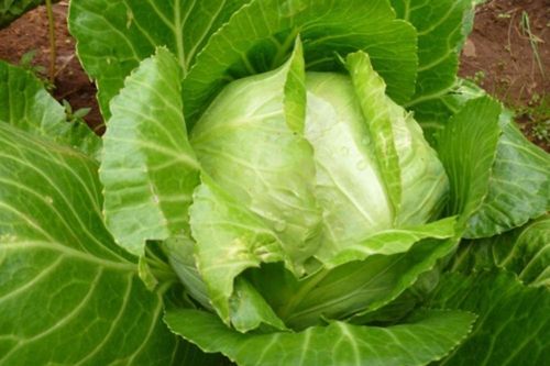 Ăn nhiều bắp cải có tốt?