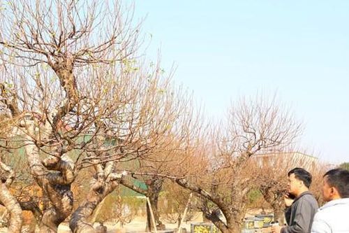 Tận thấy những gốc đào 'khủng' xuống phố đón Tết