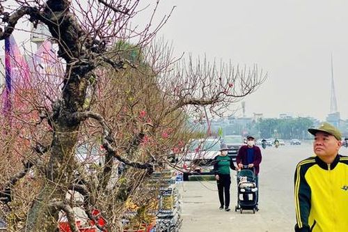 Chợ hoa Tết tấp nập hàng nhưng 'kén' người mua