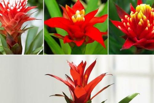 3 vật cần bày trong nhà đón năm mới 2025 để đủ đầy sung túc