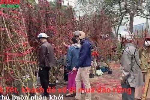 26 Tết, khách đổ xô đi mua đào rừng, chủ buôn phấn khởi