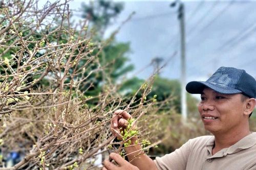 Quảng Nam: Thời tiết thất thường, mai nở ít, người bán lo thất thu ngày sát Tết