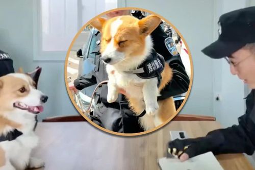 Cảnh khuyển corgi nổi tiếng Trung Quốc mất thưởng Tết vì ngủ gật