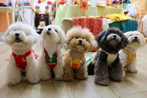 10.000 áo dài cho chó mèo hết veo, dịch vụ thú cưng 'hốt bạc' cận Tết
