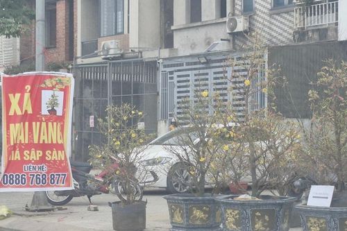 Nghệ An: sức mua giảm, nhiều cửa hàng cây cảnh treo biển xả hàng sớm