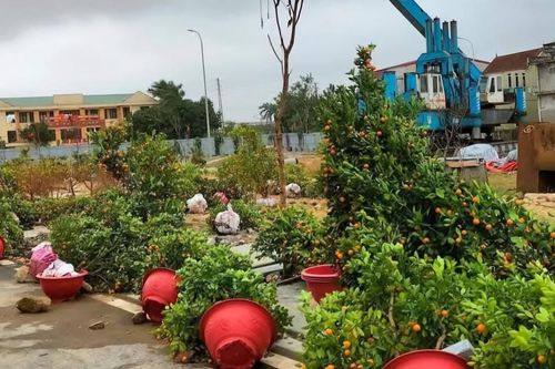Nghệ An: nhiều gian hàng cây cảnh phục vụ Tết bị mưa gió quật tơi tả