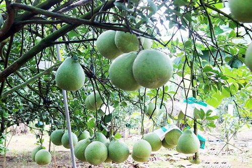 Làng bưởi Tân Triều vào xuân