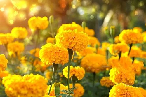 Lựa chọn hoa trưng trên bàn thờ ngày Tết sao cho phù hợp