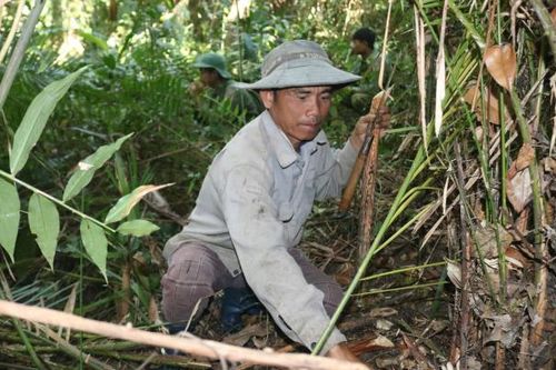 Theo chân nông dân Tây Nguyên băng rừng hái 'lộc trời' dịp cận Tết