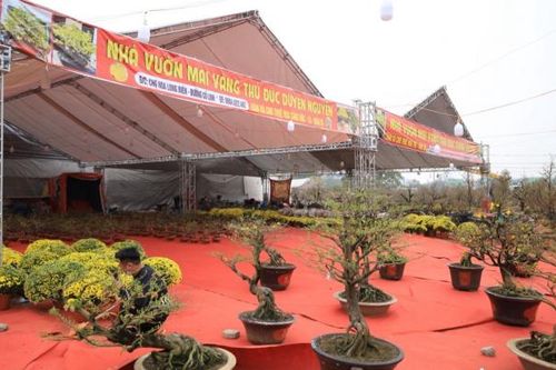 Mai vàng miền Nam khoe sắc giữa lòng Thủ đô